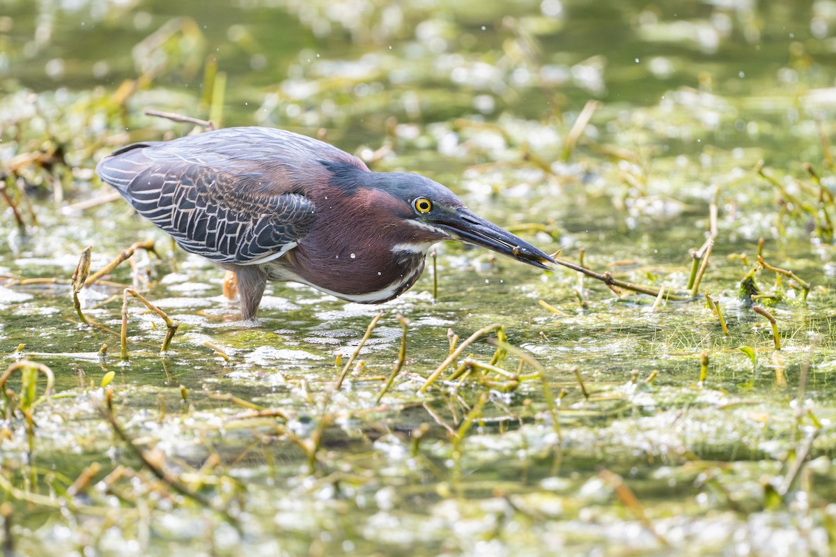 Grünreiher - ML646734592