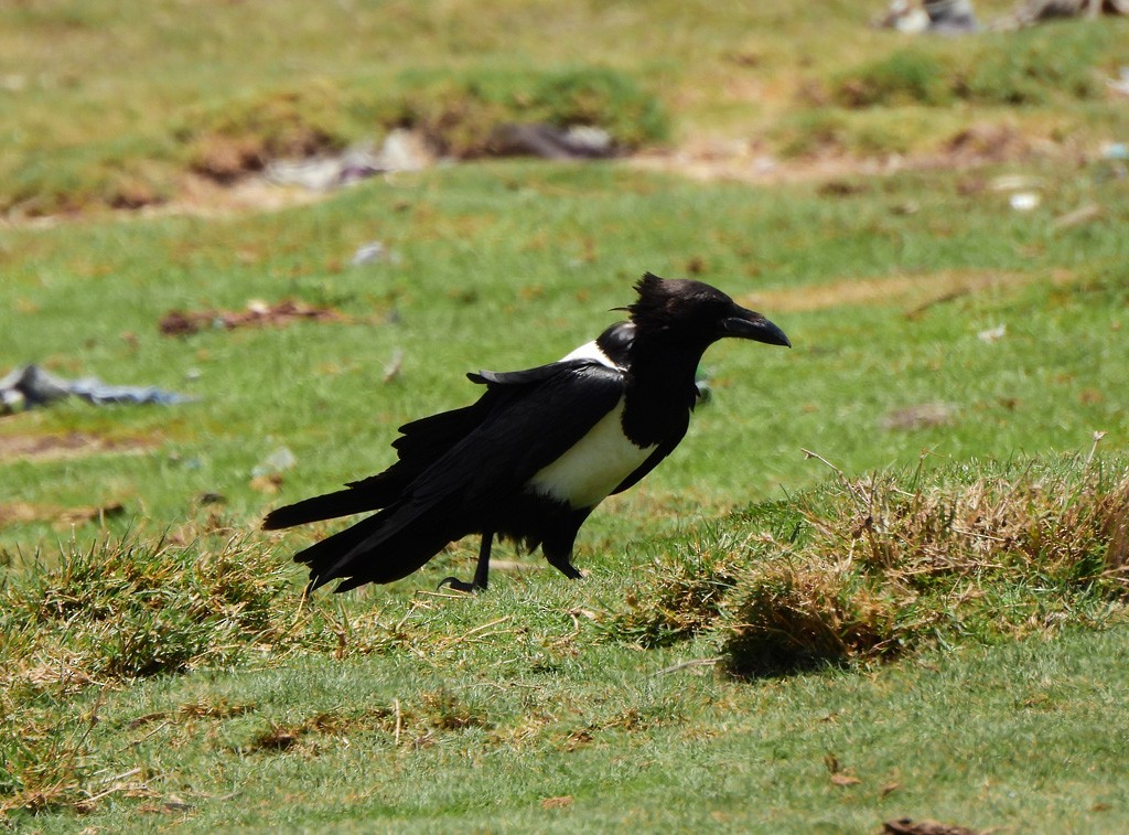 Pied Crow - ML646734593