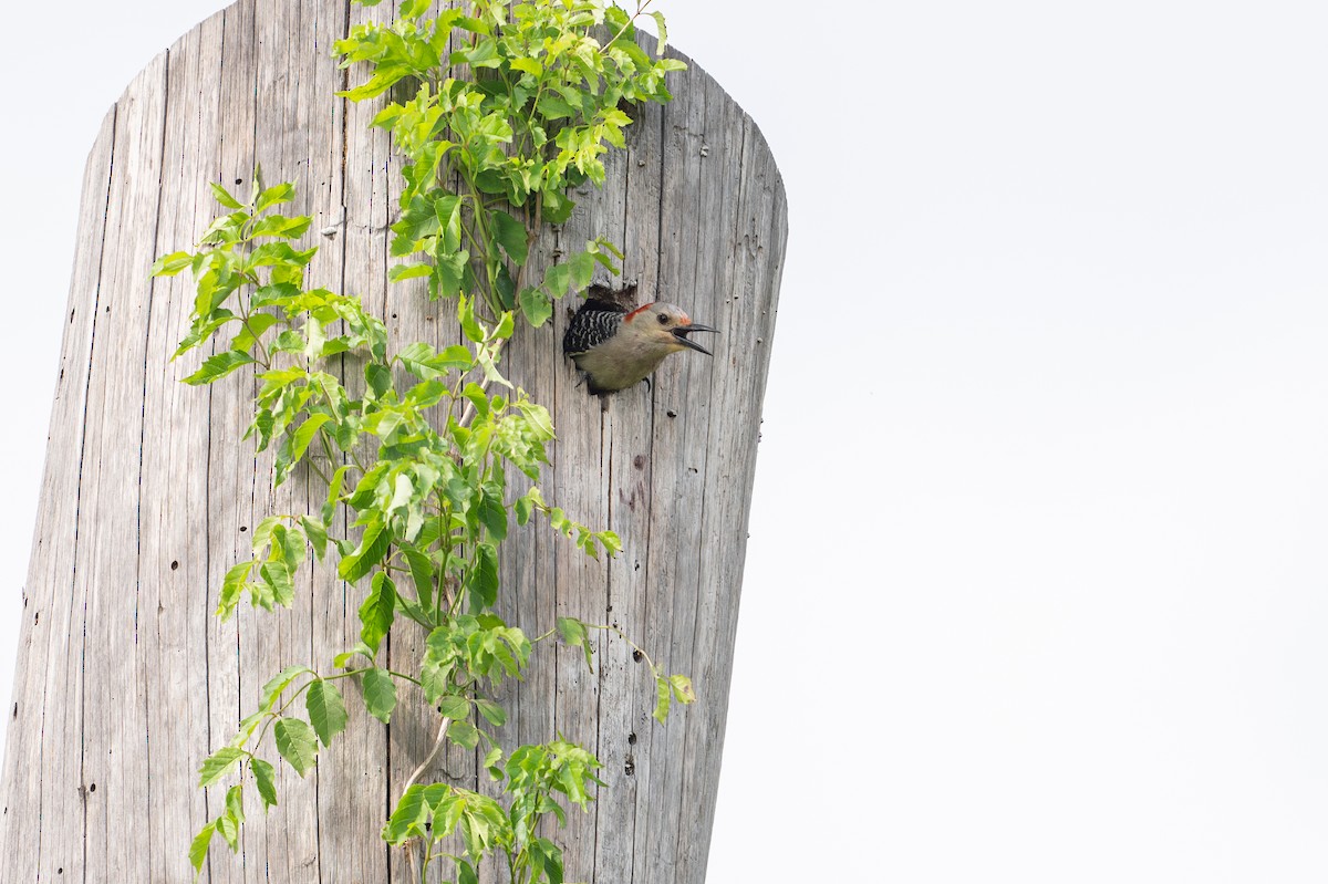 Red-bellied Woodpecker - ML646734594