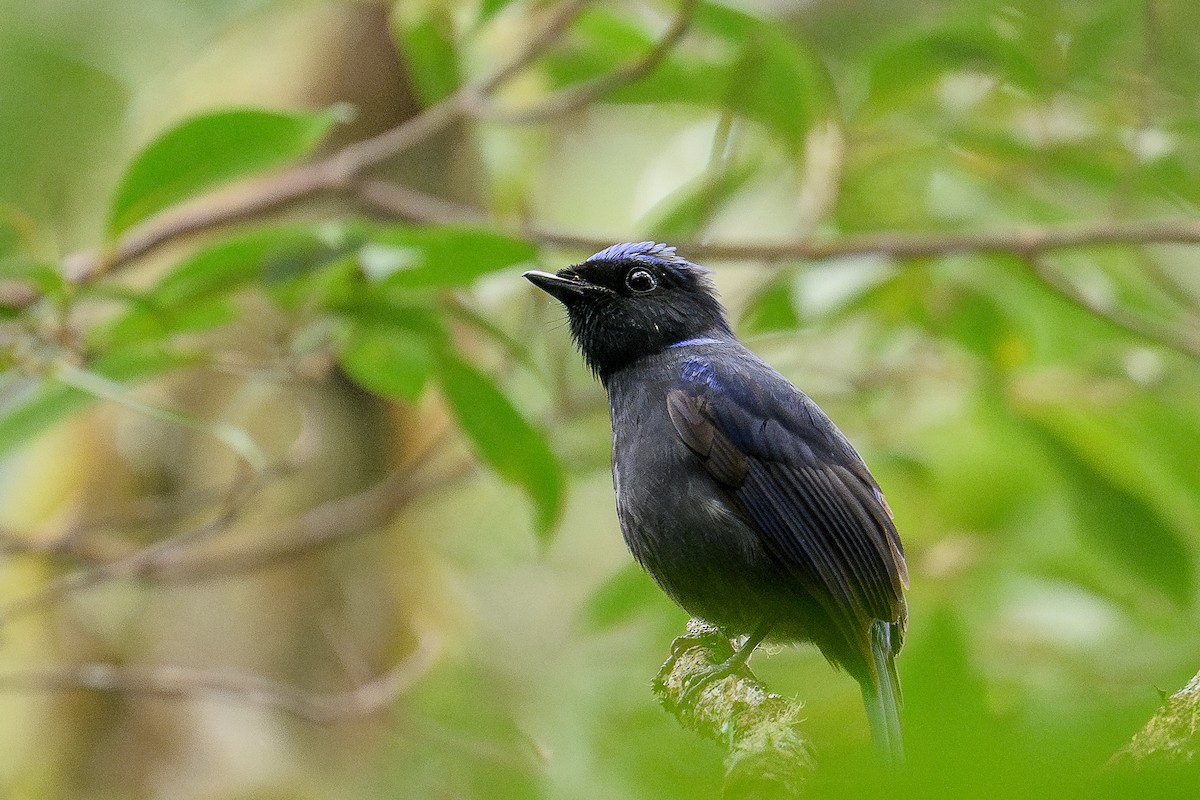 Large Niltava - ML646734595