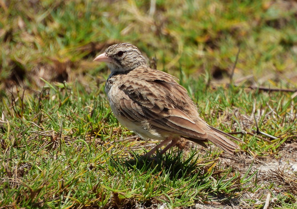 マダガスカルヤブヒバリ - ML646734596