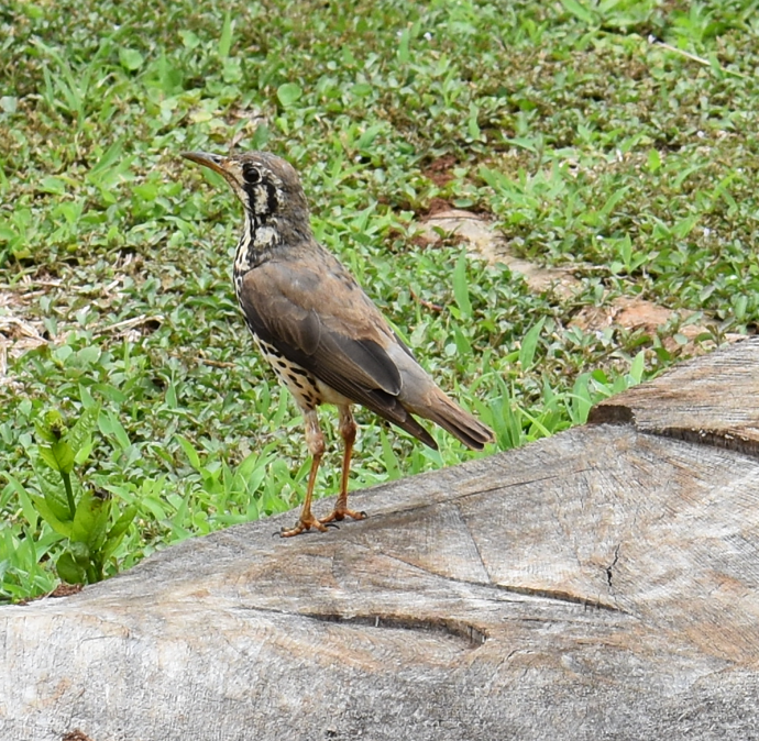 drozd pruholící - ML646734597