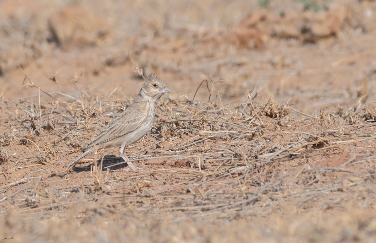 Black-crowned Sparrow-Lark - ML646734598