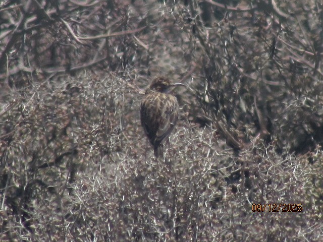 Spike-heeled Lark - ML646734602