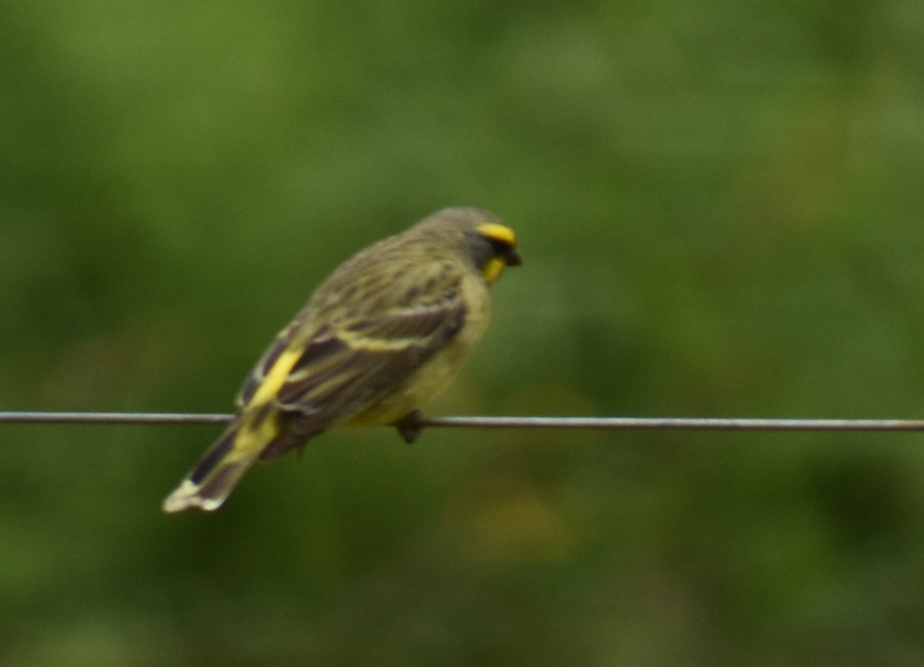 zvonohlík žlutočelý - ML646734606