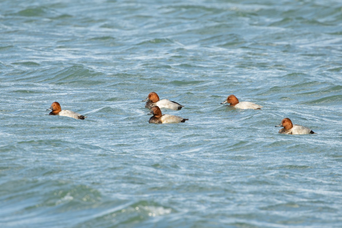 Porrón Europeo - ML646734607