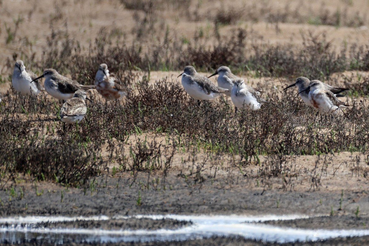 Curlew Sandpiper - ML646734610