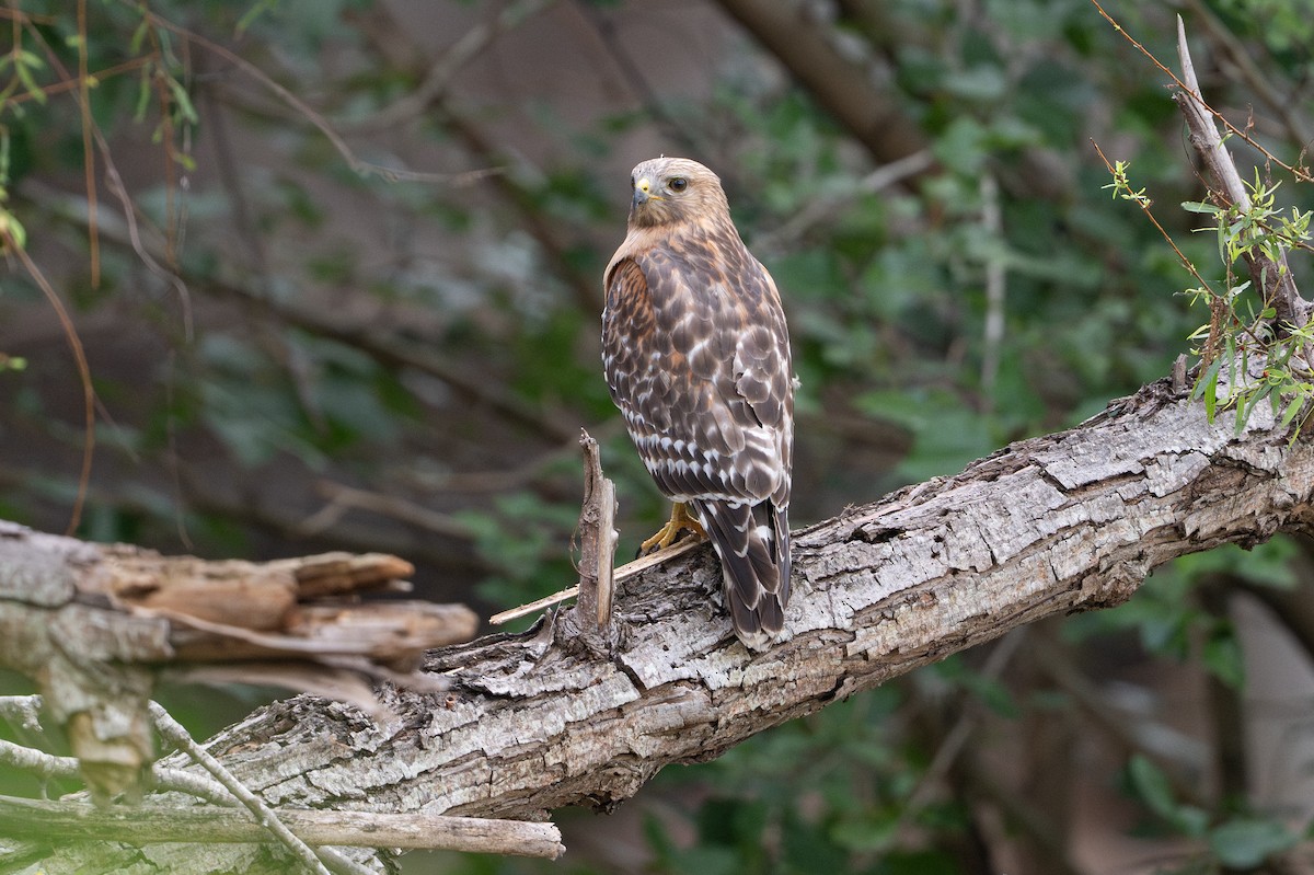 Rotschulterbussard - ML646734613