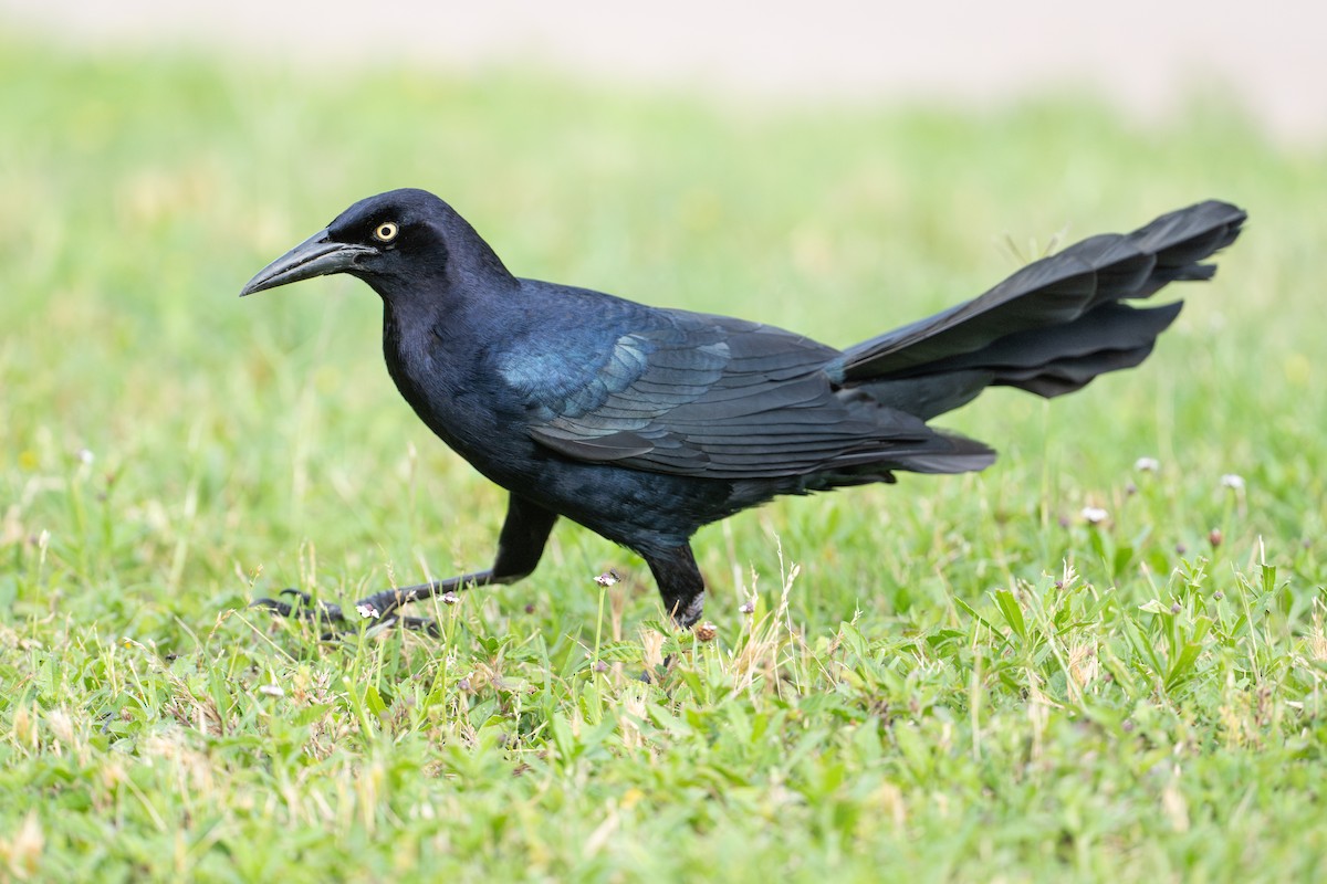 Großschwanzgrackel - ML646734614
