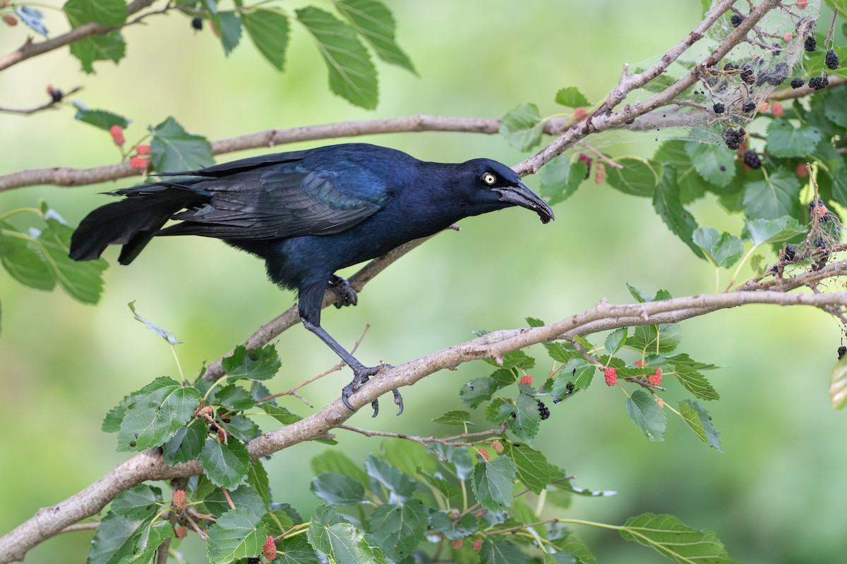 Großschwanzgrackel - ML646734615