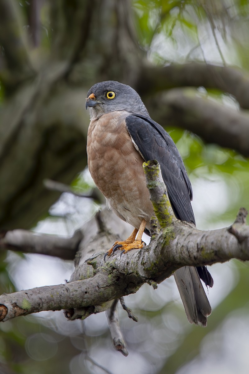 Chinese Sparrowhawk - ML646734616