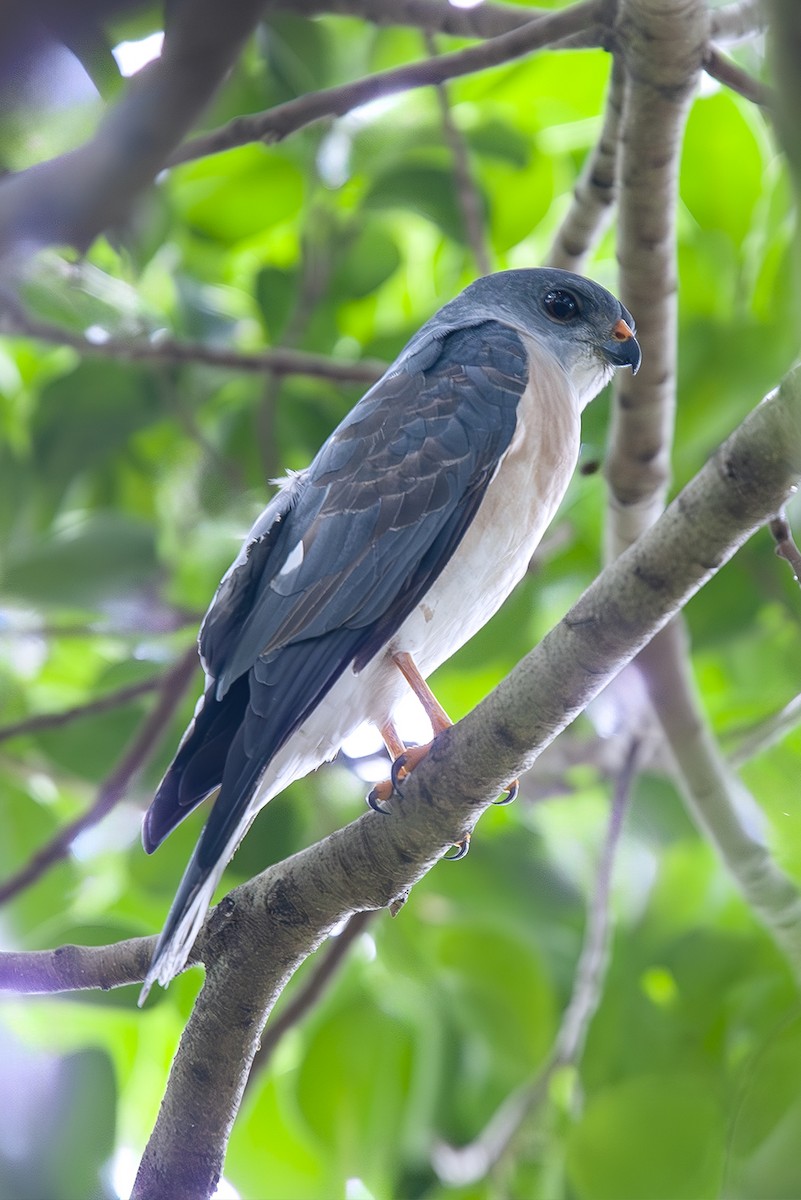 Chinese Sparrowhawk - ML646734617