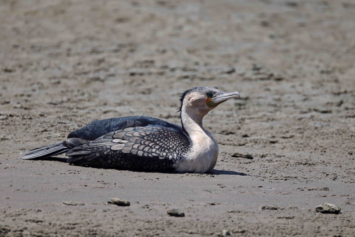 Great Cormorant - ML646734619