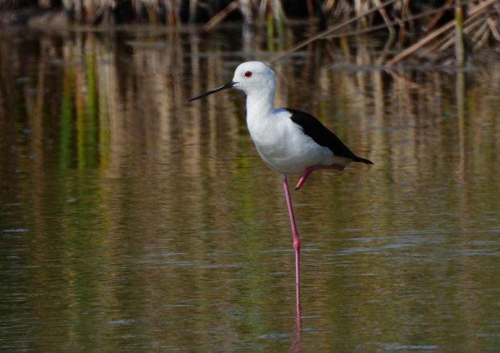 Zankaluze eurasiarra - ML646734624