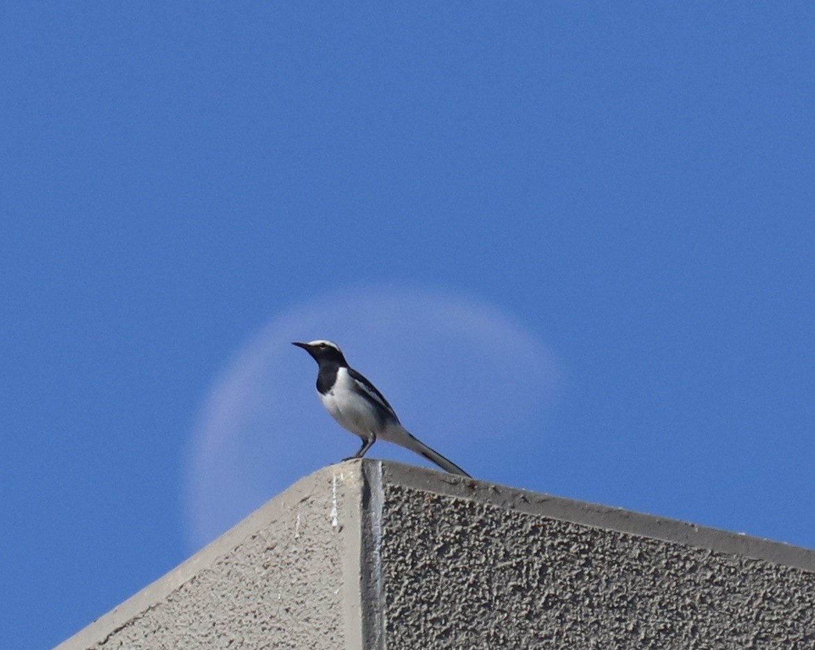 Bergeronnette indienne - ML646734626