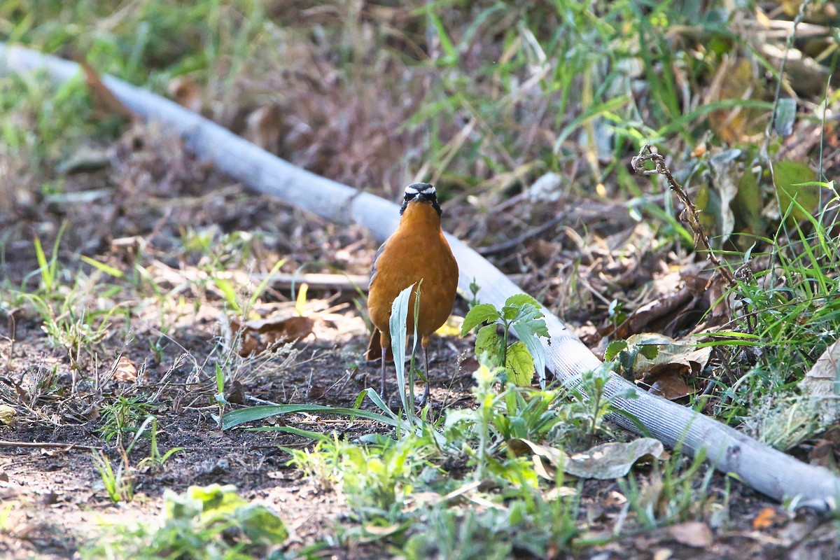 White-browed Robin-Chat - ML646734627