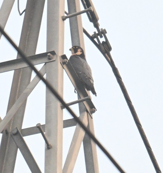 Halcón Peregrino (Indio) - ML646734628