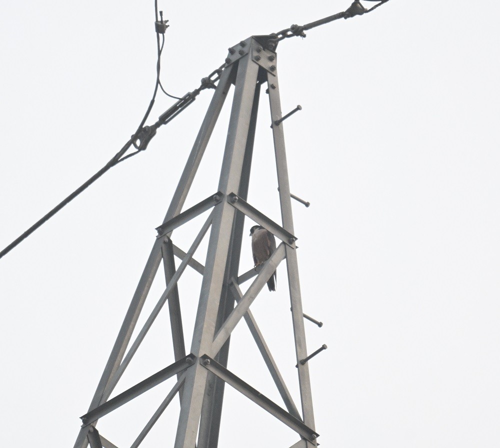 Halcón Peregrino (Indio) - ML646734629