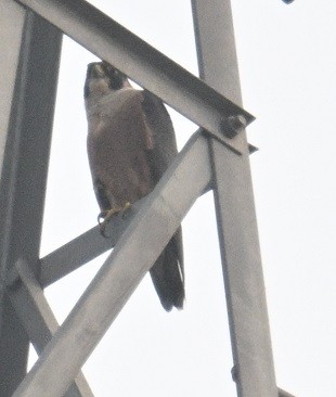 Halcón Peregrino (Indio) - ML646734630