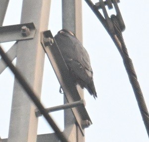 Halcón Peregrino (Indio) - ML646734631