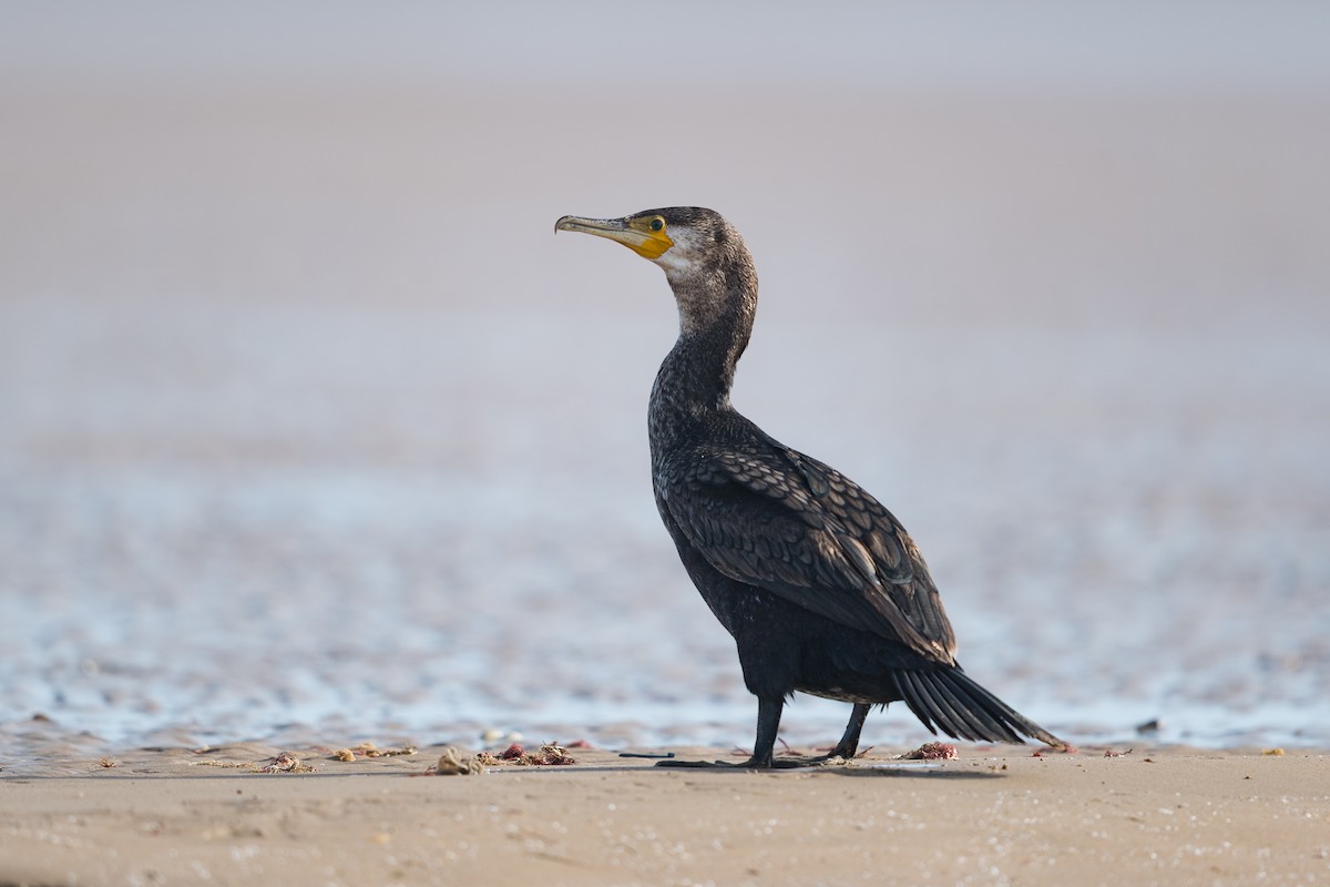 storskarv (maroccanus) - ML646734632