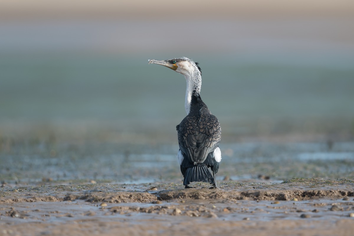 storskarv (maroccanus) - ML646734633