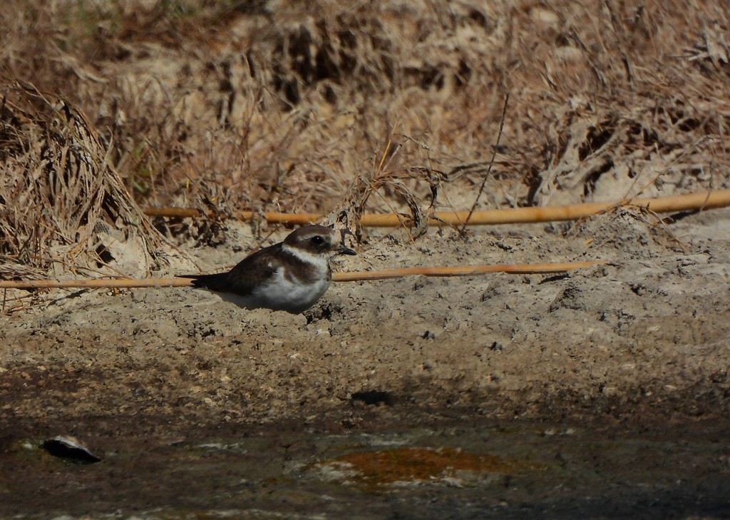 ハジロコチドリ - ML646734634