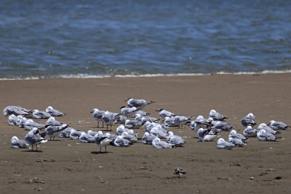Hartlaub's Gull - ML646734635