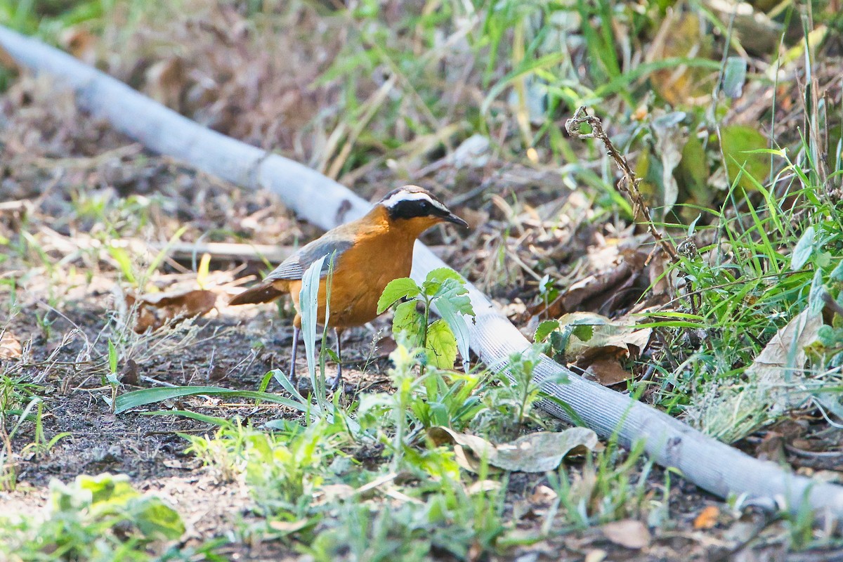 White-browed Robin-Chat - ML646734636