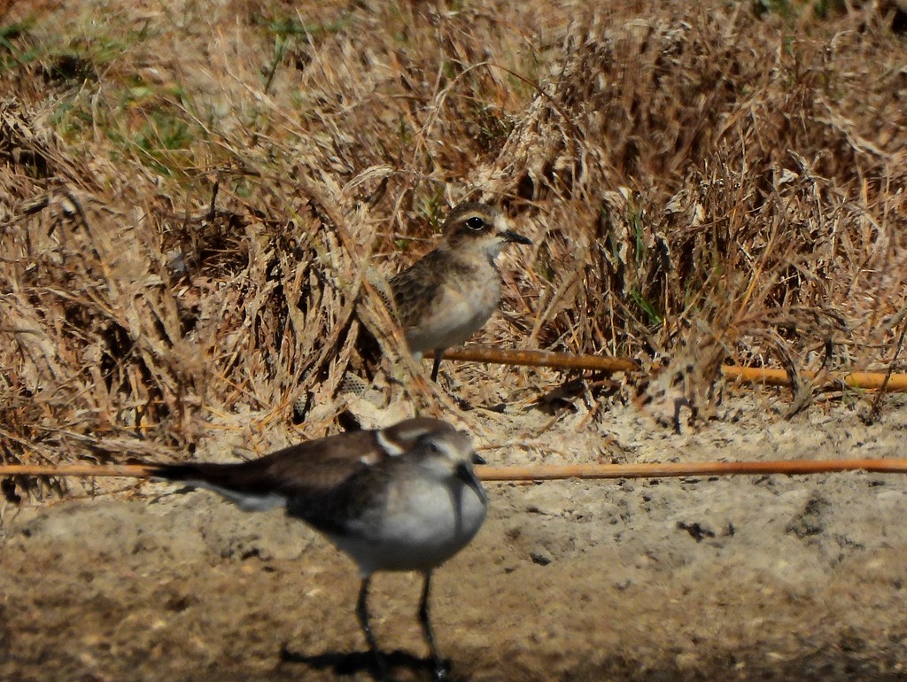 オオメダイチドリ - ML646734638