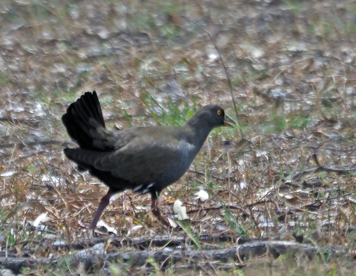 Rotfuß-Teichhuhn - ML646734640