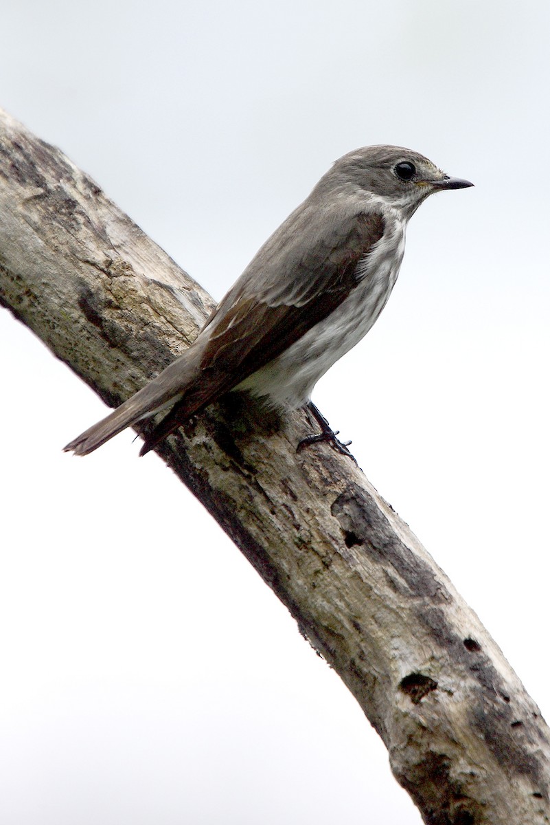 Gray-streaked Flycatcher - ML646734646