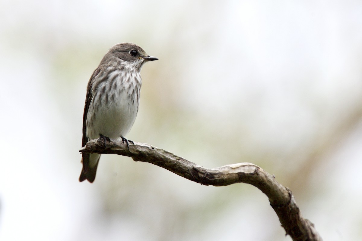 Gray-streaked Flycatcher - ML646734647