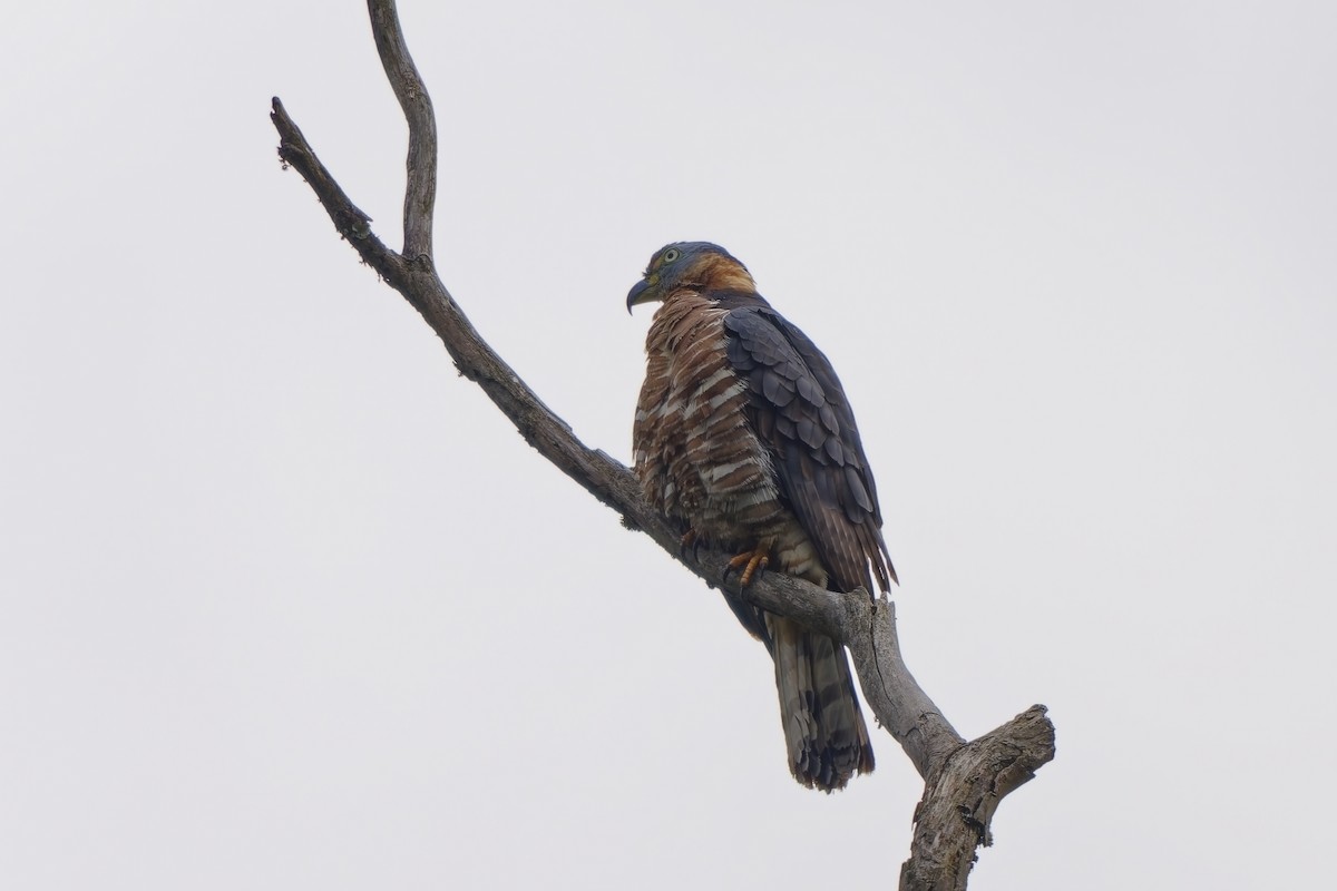 hákozobec neotropický - ML646734649