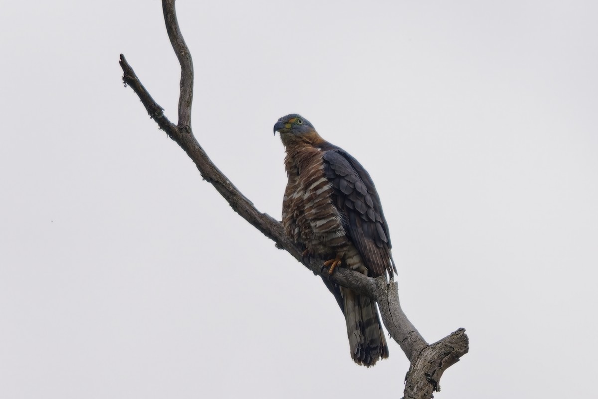 hákozobec neotropický - ML646734650