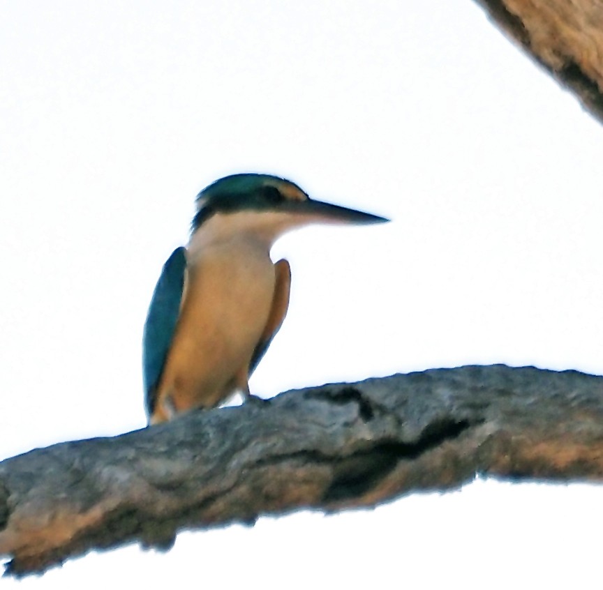 maskaraisfugl - ML646734651