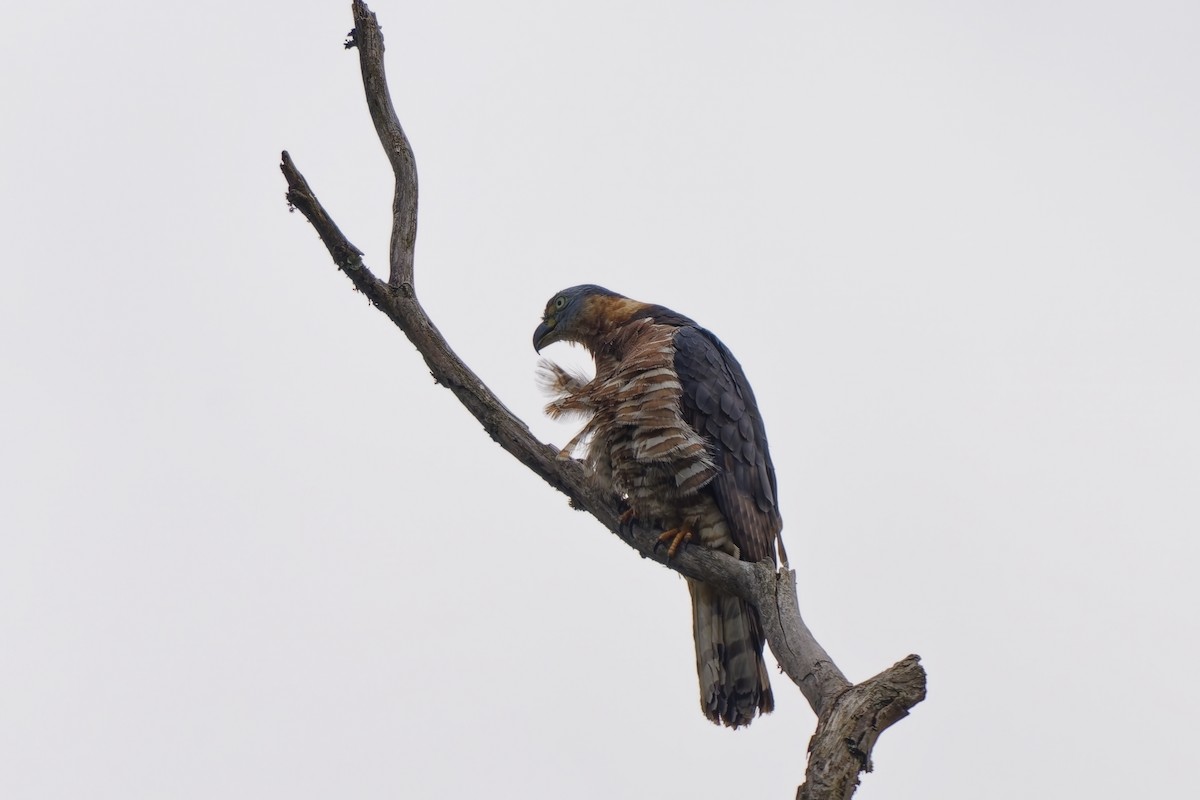 hákozobec neotropický - ML646734652