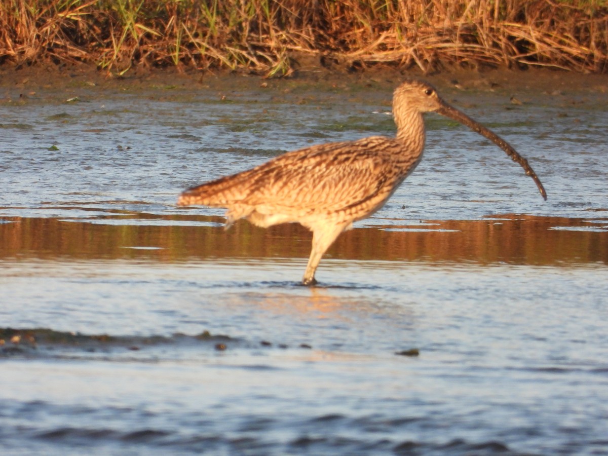 Far Eastern Curlew - ML646734653