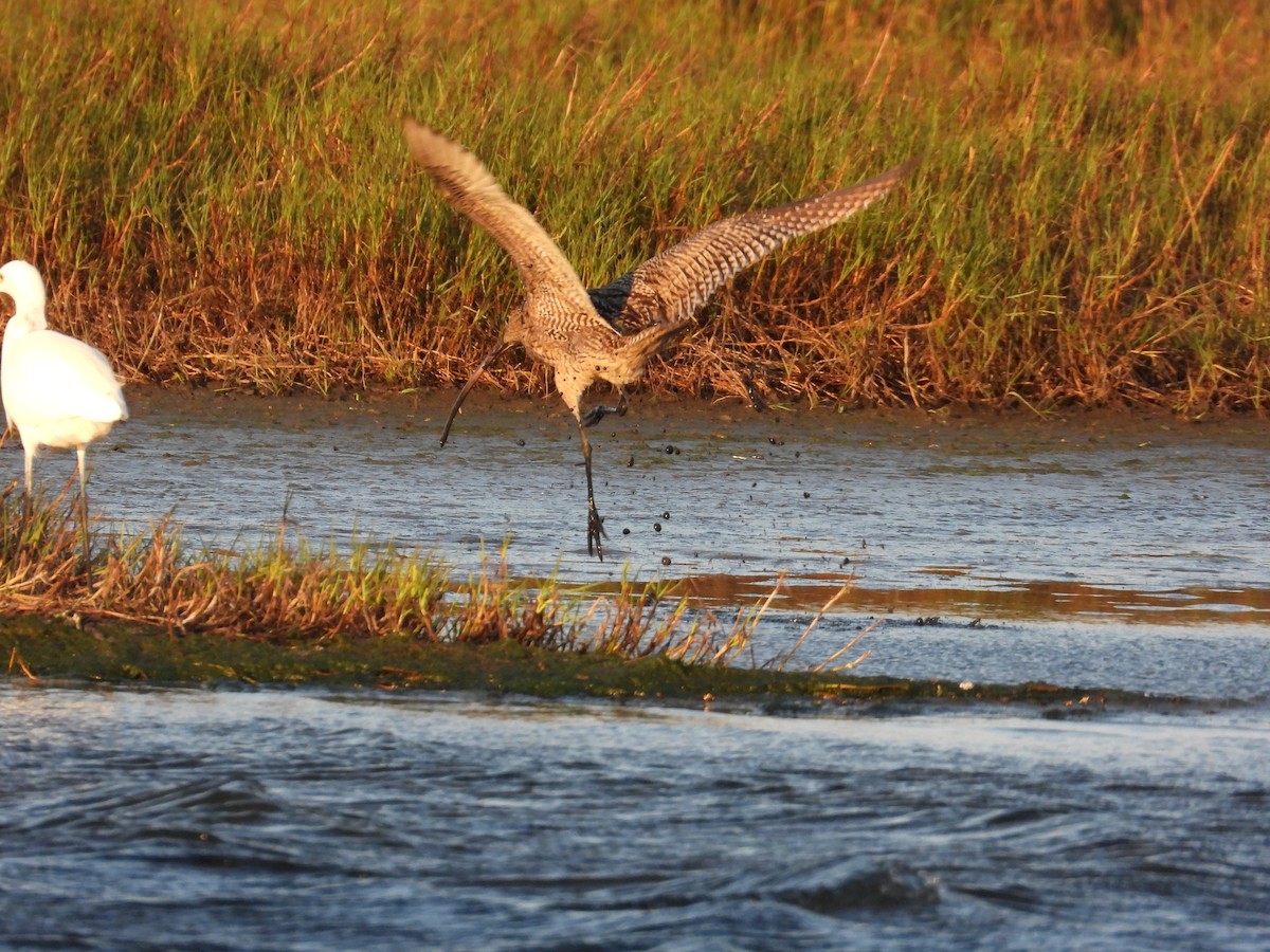 Far Eastern Curlew - ML646734654