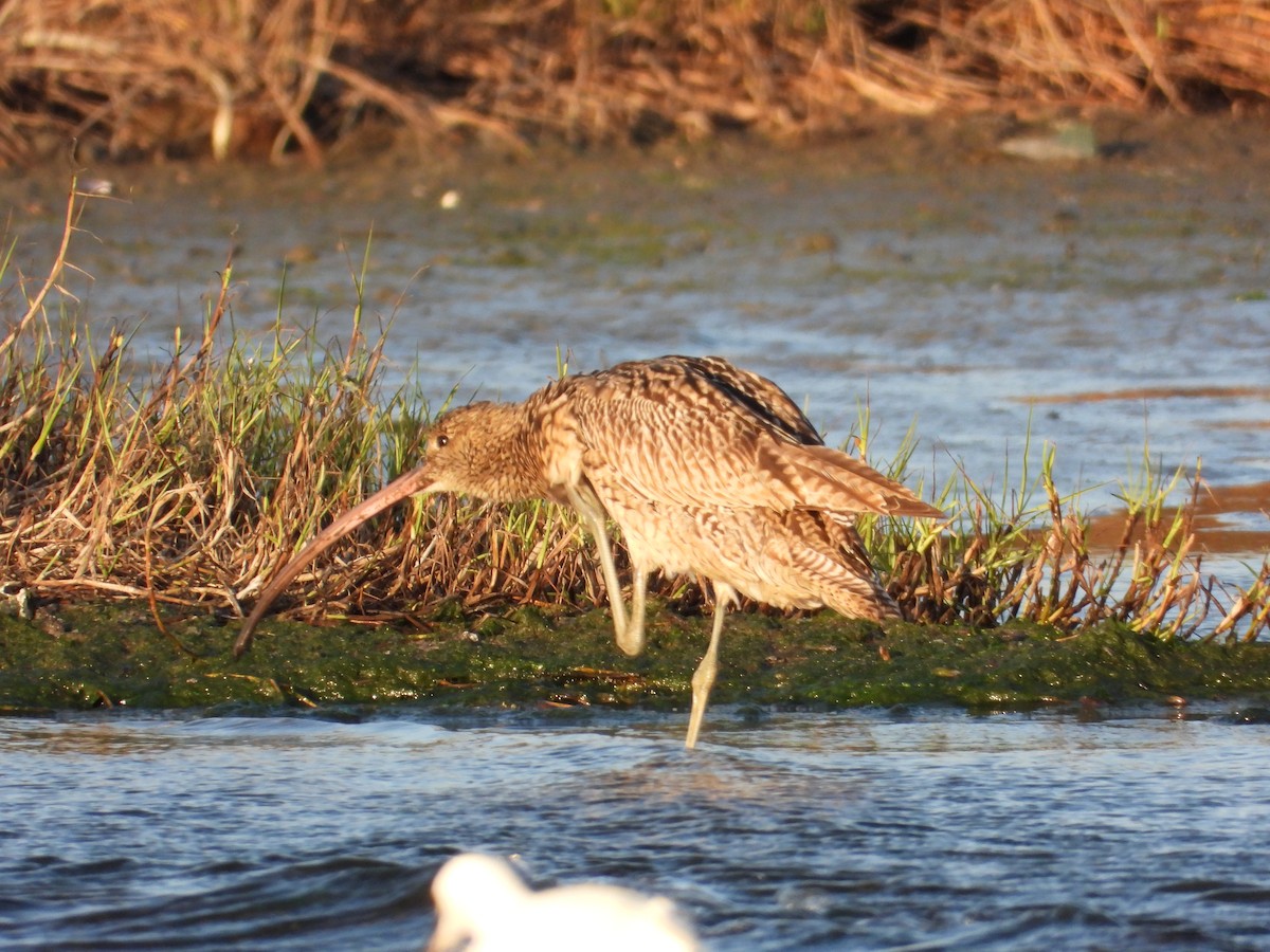 Far Eastern Curlew - ML646734655