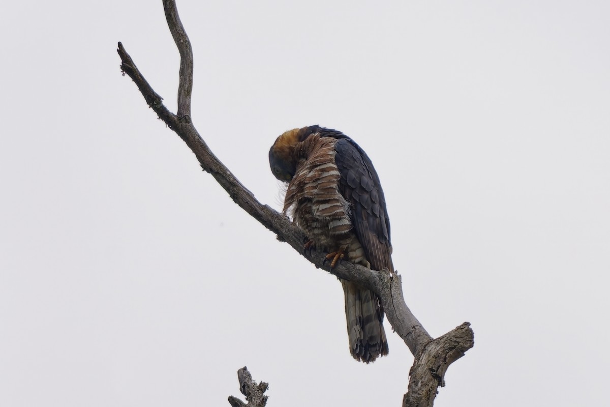 hákozobec neotropický - ML646734656