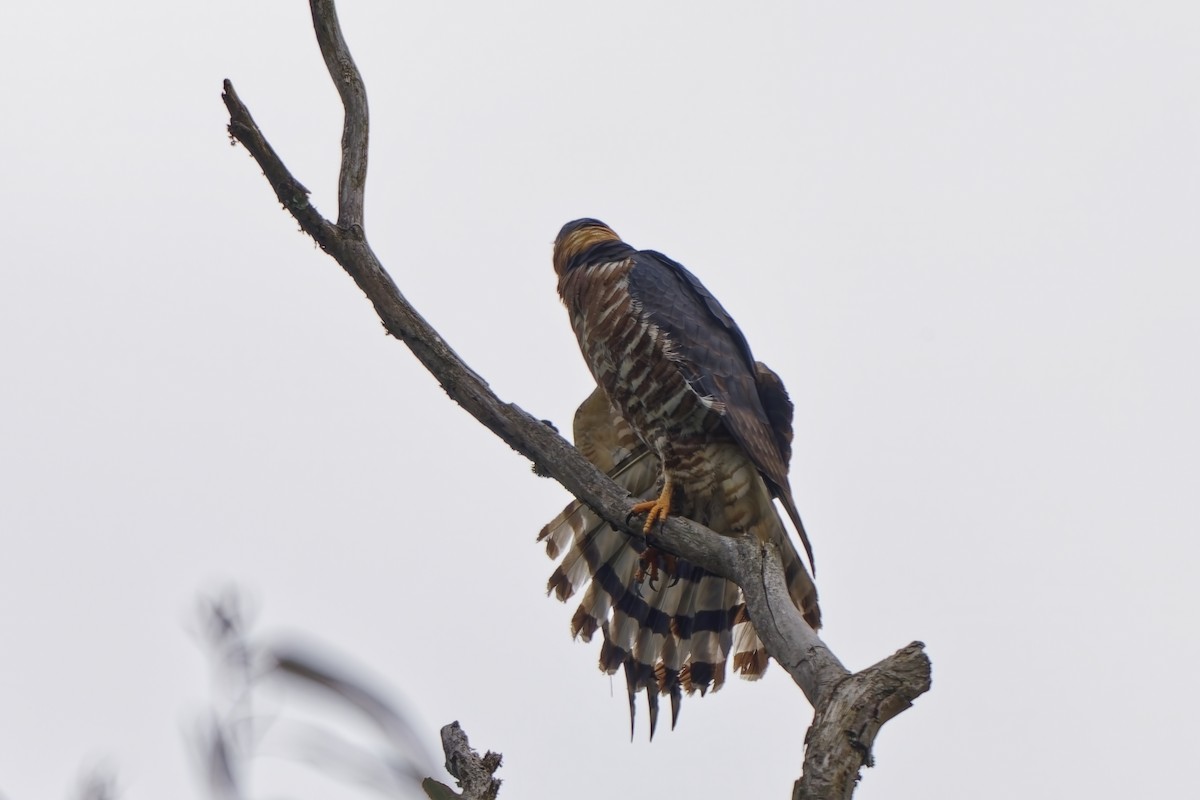 hákozobec neotropický - ML646734662