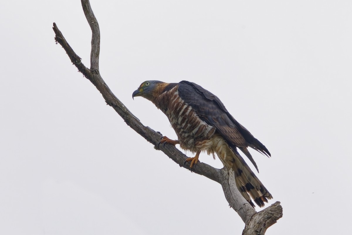 hákozobec neotropický - ML646734666