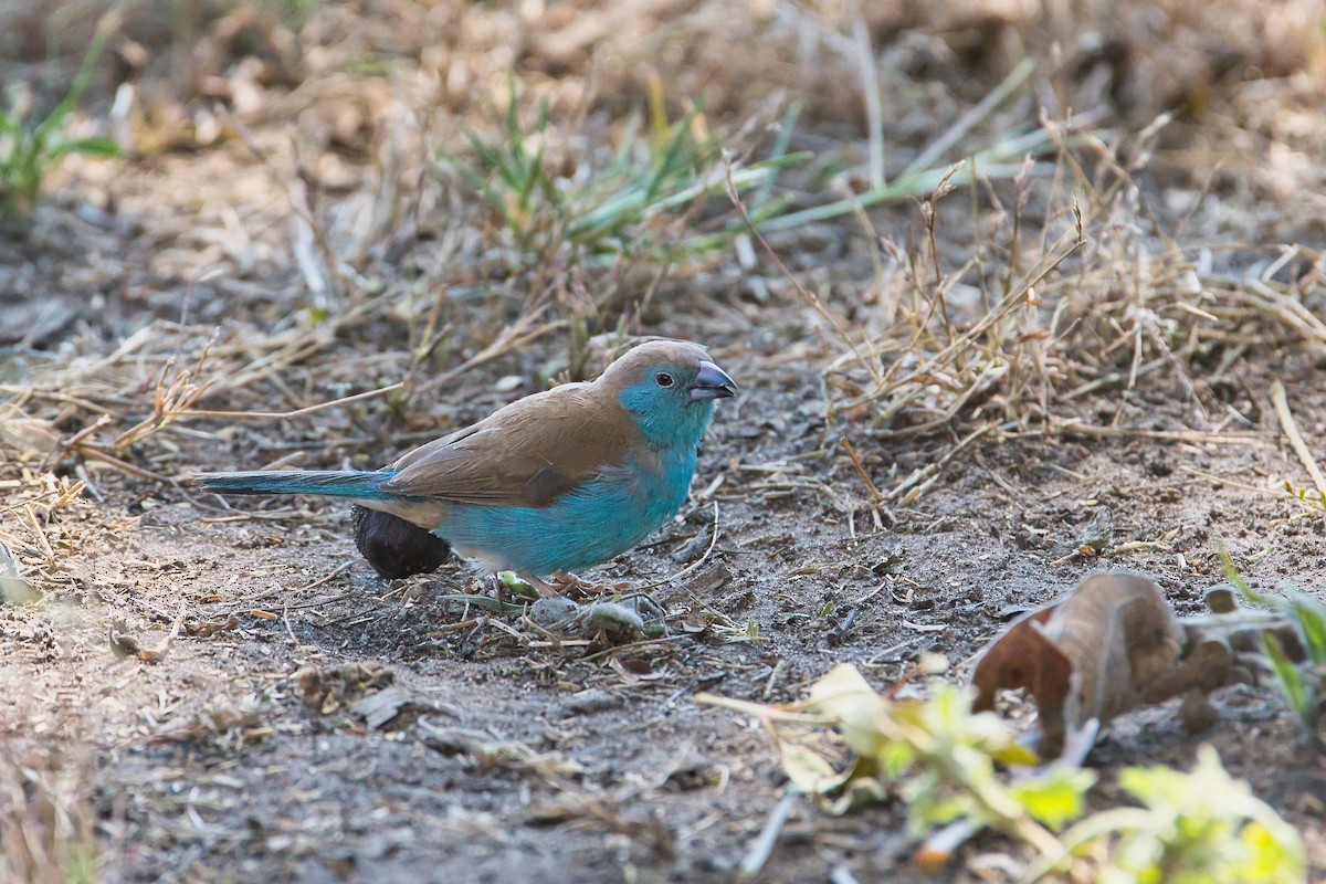 Southern Cordonbleu - ML646734669