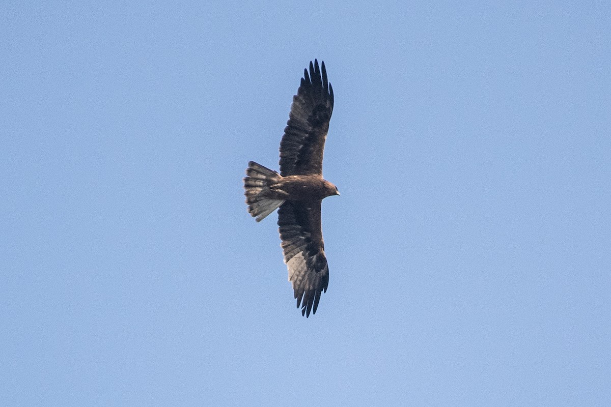Águila Calzada - ML646734675