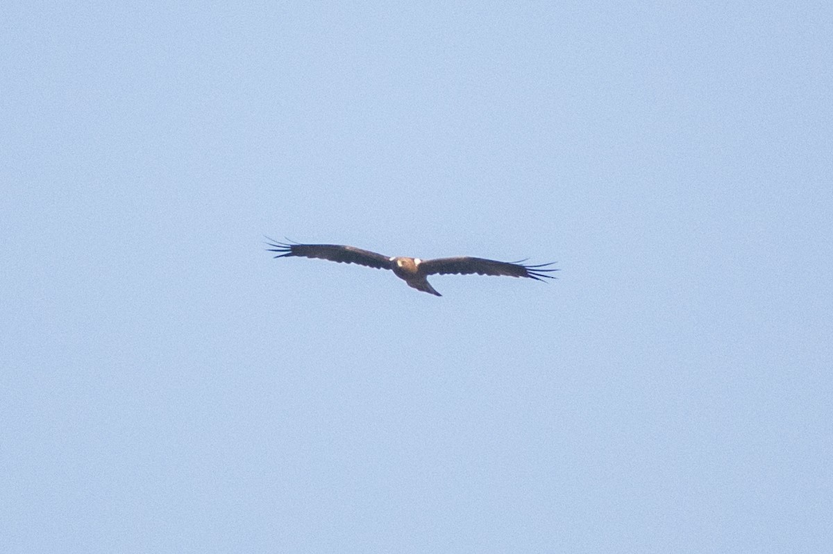 Águila Calzada - ML646734676