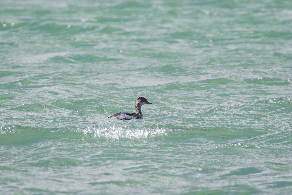 Zampullín Cuellinegro - ML646734677