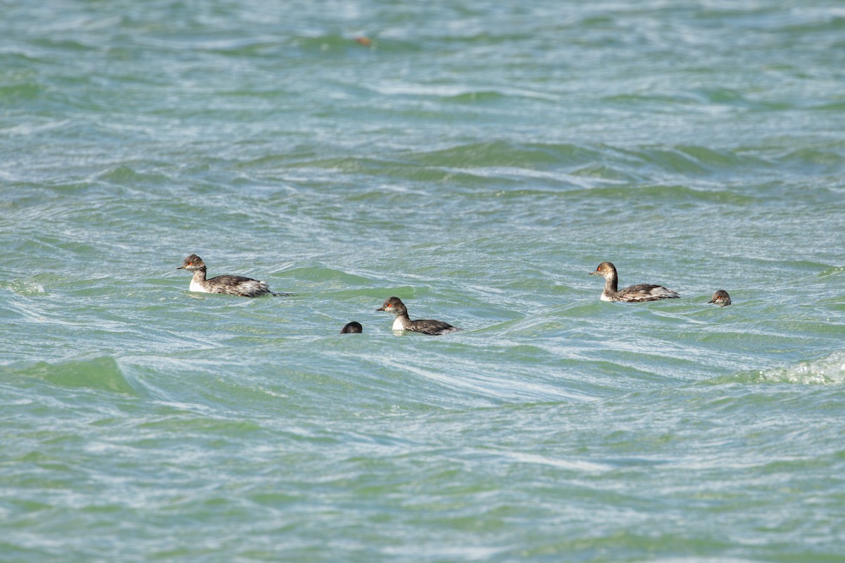 Zampullín Cuellinegro - ML646734678