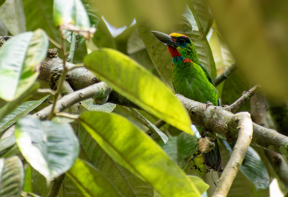 Barbu arlequin - ML646734681