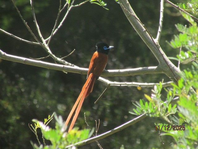 lejskovec africký - ML646734695